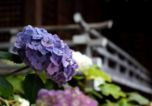 Everything You Need to Know About Hydrangeas