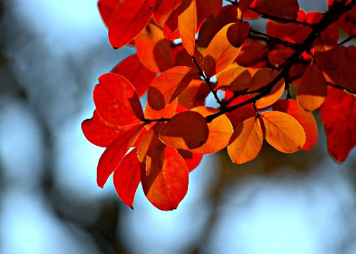 11 Best Trees to Plant for New England-Style Foliage