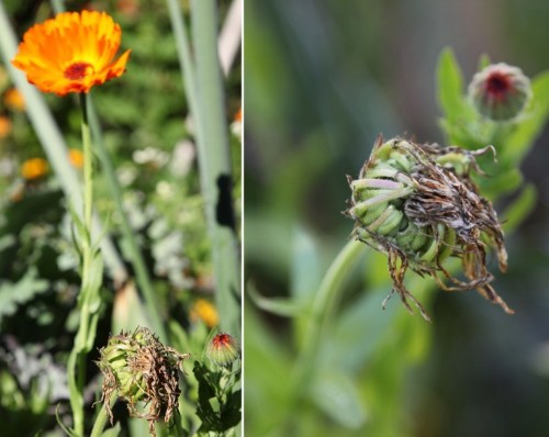 DIY: How to Save Seeds for Next Year