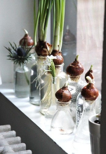 DIY: Bottle-Fed Paperwhites