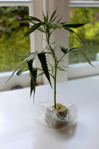 The Marijuana Plant and Me: Part 1
