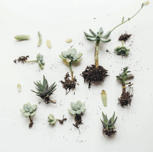 Houseplants 101: How to Propagate Plants