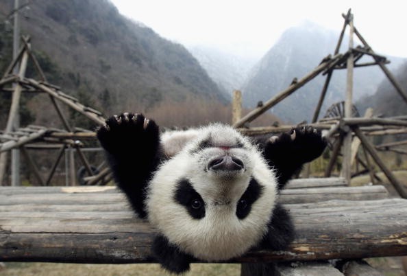 Animal Photos From Around the World