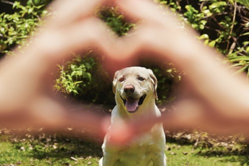 The 11 Science-Backed Reasons You Need to Get a Puppy (Right Now)