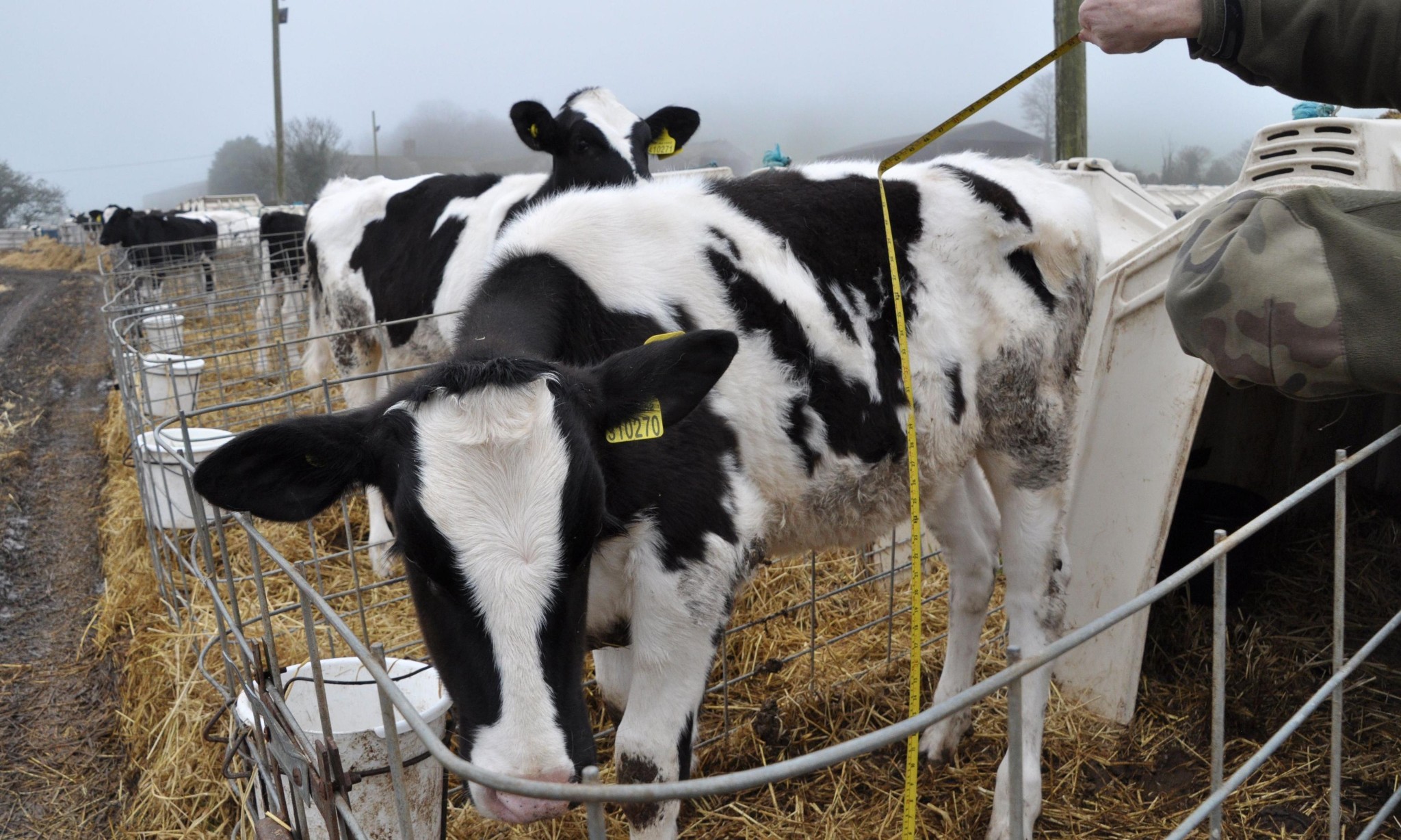 Dairy is scary. The public are waking up to the darkest part of farming