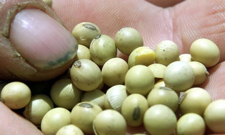 Why is the Gates foundation investing in GM giant Monsanto?