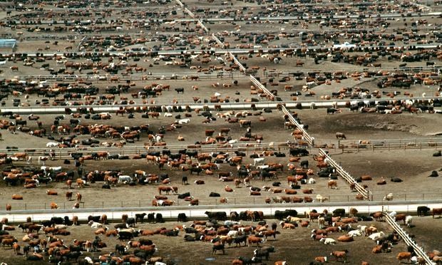 Giving up beef will reduce carbon footprint more than cars, says expert