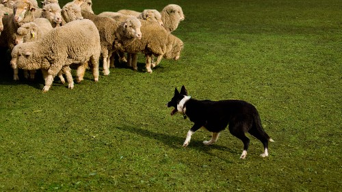 6 Reasons to Get Better at Leading Meetings