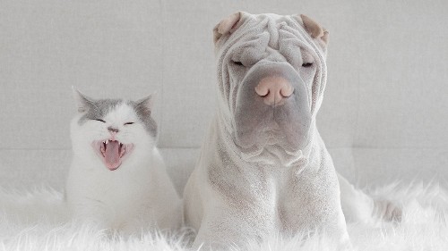 How to Collaborate with People You Don’t Like