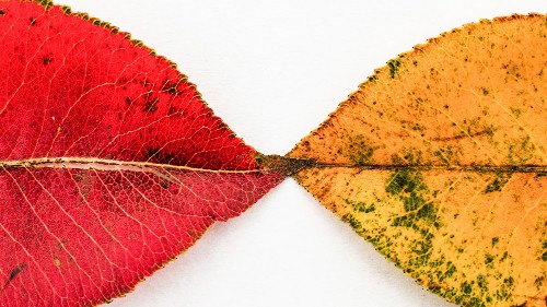 Research: To Get People to Embrace Change, Emphasize What Will Stay the Same