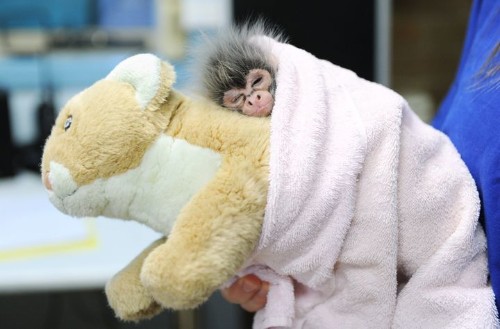 Just 18 Snoozing Animal Photos To Take Your Mind Off Politics