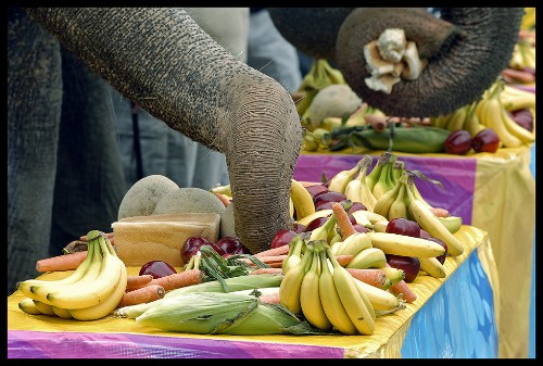Feeding the Elephant: How to Maintain Your Motivation to Give