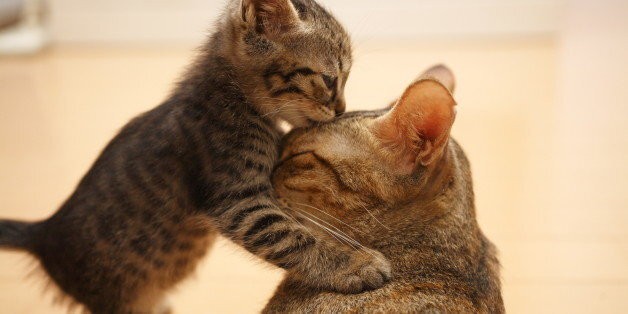 Life Lessons From Our Cats and Dogs | HuffPost Life