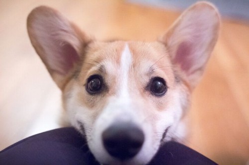 Your Dog Making A 'Sad Puppy Face' May Be Trying To Tell You Something