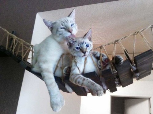 This Couple Builds Cat Furniture That's Nicer Than Everything You Own