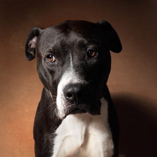 Vincent Flouret and the Gorgeous Dogs of LA Animal Services