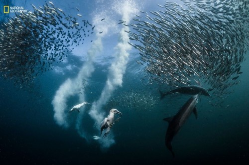 Awesome Is What The 2016 National Geographic 'Nature Photographer Of The Year' Winners Are