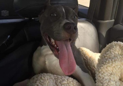 King The Abandoned Pit Bull With Terminal Cancer Gets Royal Treatment