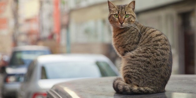 The Ultimate "City of Cats" (PHOTOS) | HuffPost Life