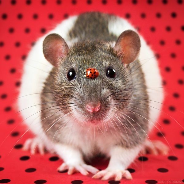 This Photographer Fights Rat-Phobia With Irresistibly Cute Pictures