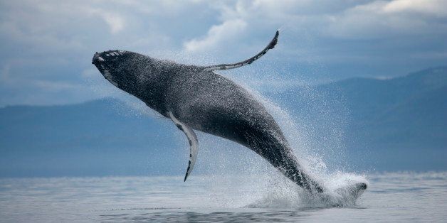 Lucky Whale Watchers Get An Insanely Close View Of Humpback Pod | HuffPost Life