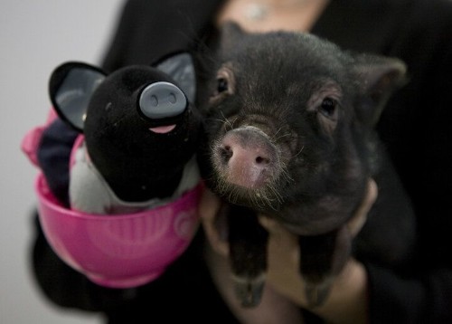 China Is Genetically Engineering Mini Pigs To Sell As Pets