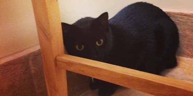 These Pets Hate Going To The Vet