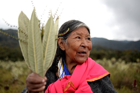 A Healer's Last Journey: Documenting Endangered Knowledge in the Colombian Andes