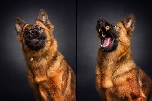 Photographer's Hilarious Portraits Capture Dogs Trying To Catch Treats