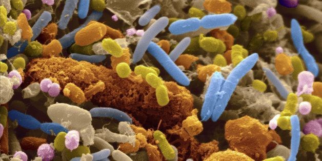 The Surprising Link Between Gut Bacteria And Anxiety