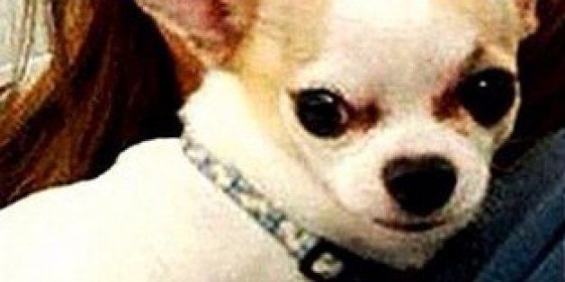 TSA Finds 'Stowaway' Dog In Someone's Bag At NYC's LaGuardia Airport (PHOTO)