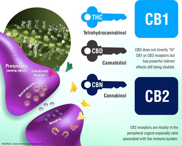 If You Do One Thing In 2017 For Your Health, Look After Your Endocannabinoid System