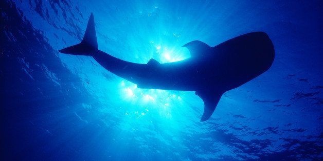 New Website Lets You Track Sharks Around Maui | HuffPost Life