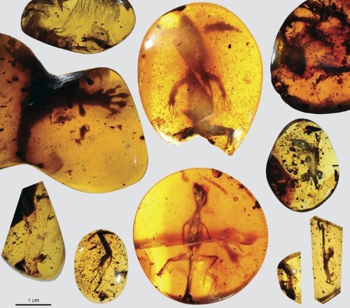 Lizard Found Preserved In Amber Is 99-Million-Years-Old, Scientists Say