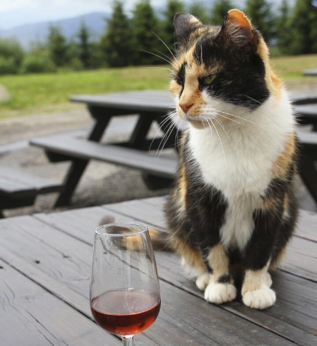 Boozing Cat Suffers Serious Hangover After 7 Weeks In Wine Cellar