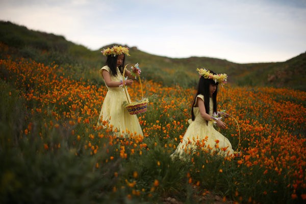 カリフォルニアの砂漠一面に咲き乱れる花 秋冬の雨で長年の干ばつが解消される
