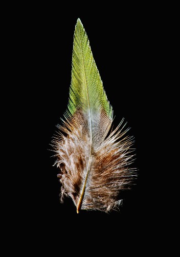 Hypnotic Book Surveys The Natural Beauty Of Wild Bird Feathers