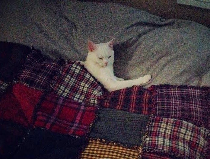 Cats Relaxing to "Take It Easy" by The Eagles Is the Only Therapy You'll Need Today