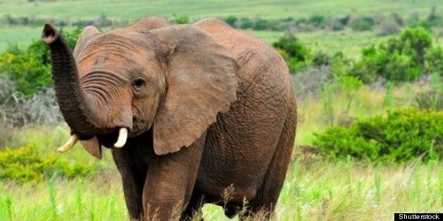 Where to See the World's Most Dangerous Animals | HuffPost Life