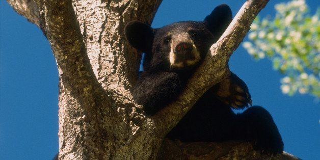 Bear Falls Through Skylight At Boy's Birthday Party, Eats All The Cupcakes