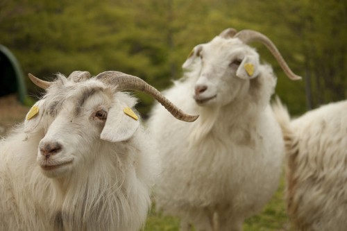 The U.S. Military Spent Millions Bringing Nine Italian Goats To Afghanistan