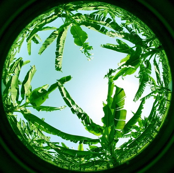 Climate Change This Week: Undersea Deforestation Soars, Flipping Crystals, and More!