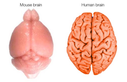 7 Cool New Findings About the Brain