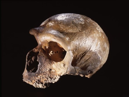 Maybe This Is The Reason Neanderthals Went Extinct