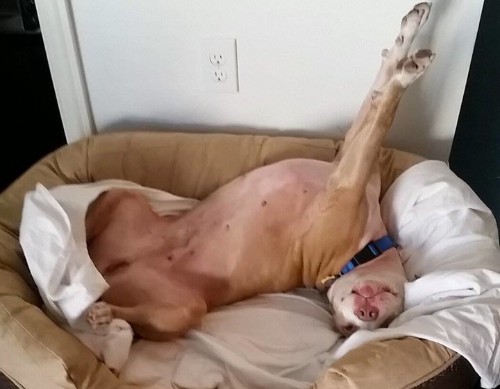 Pit Bull's Adorable Shelter Video Earns Him A Ruff Over His Head