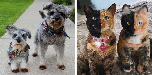 Now You Can Clone Your Pet As A Stuffed Animal, If You're Into That