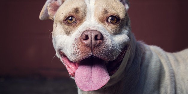 Why a Pit Bull Could be the Perfect Foster Pet for You