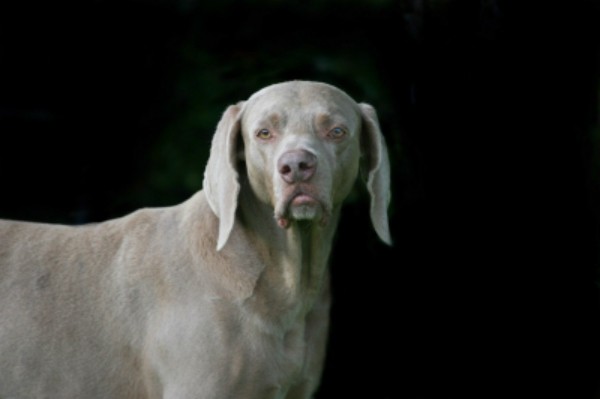 5 Ways to Soothe Anxious Dogs