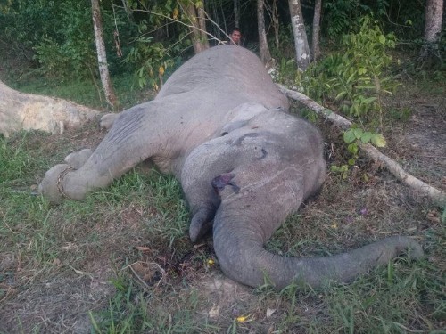 Beloved Elephant Yongki Killed By Poachers For His Ivory In Indonesia