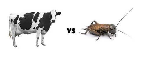 It's Healthier To Eat A Bug Than It Is To Eat A Steak